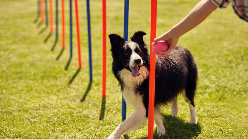 dog in agility course