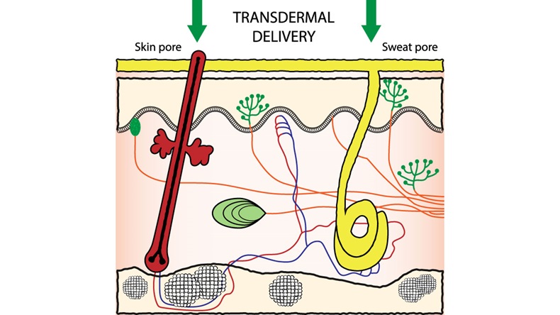 Vector scheme illustration of transdermal drugs delivery. Enhancement of Skin Penetration