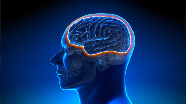 Blood Brain Barrier Male Head Anatomy Medical Scan - 3d illustration