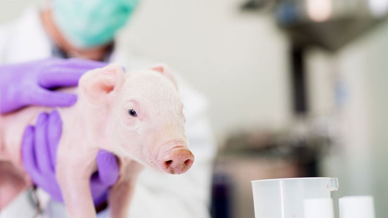 Pig examination at laboratory. Healthcare industry, veterinarian checking pig health. - Image 