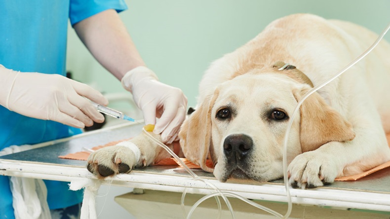 veterinary giving the vaccine to the ivory labrador dog