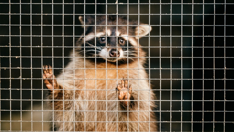 caged-raccoon