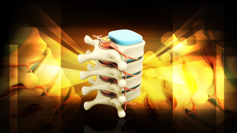 Spinal-Column