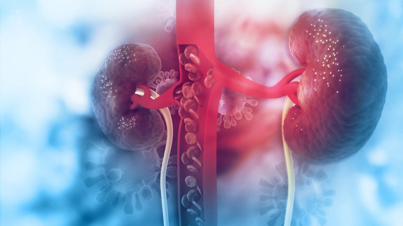 Human kidney on scientific background.3d illustration