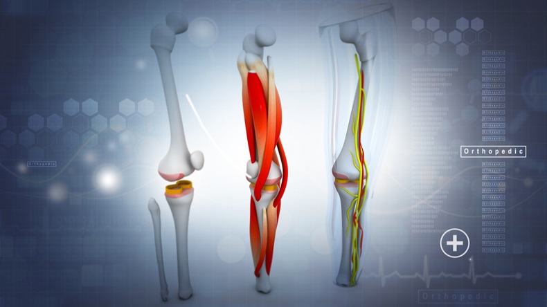 3d render of human leg, muscles, anatomy