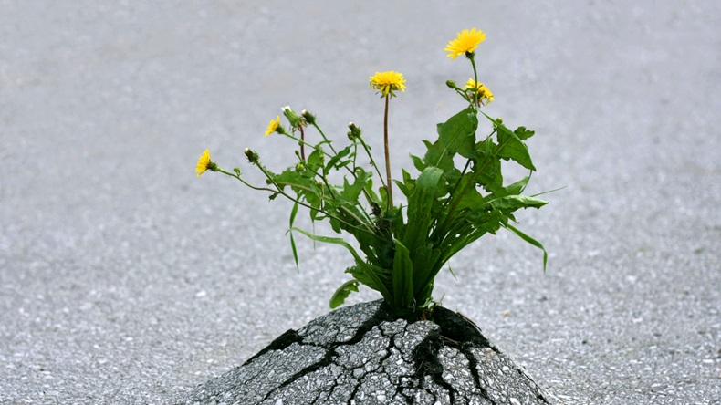 Plants emerging through hard asphalt. Illustrates the force of nature and fantastic achievements.  D