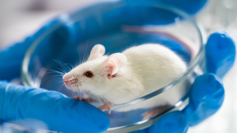 A white laboratory mouse sits in a petri dish. New FDA guidance discusses the role of mouse embryos in embryotoxicity testing for assisted reproduction technology.
