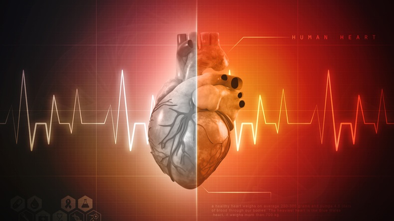 3d illustration Anatomy of Human Heart - Illustration 