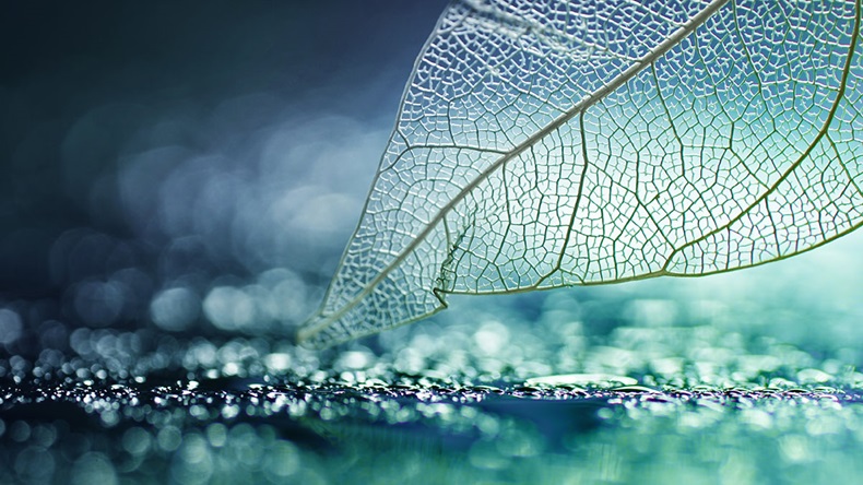 White transparent skeleton leaf with beautiful texture on a turquoise abstract background on glass with shiny water dew drops