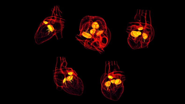 3D rendering of the Heart valve