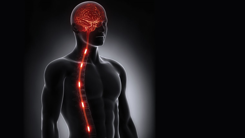 Spinal cord nerve energy impulses into brain